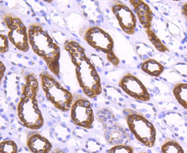 Anti-WASF2 Antibody (1E220)