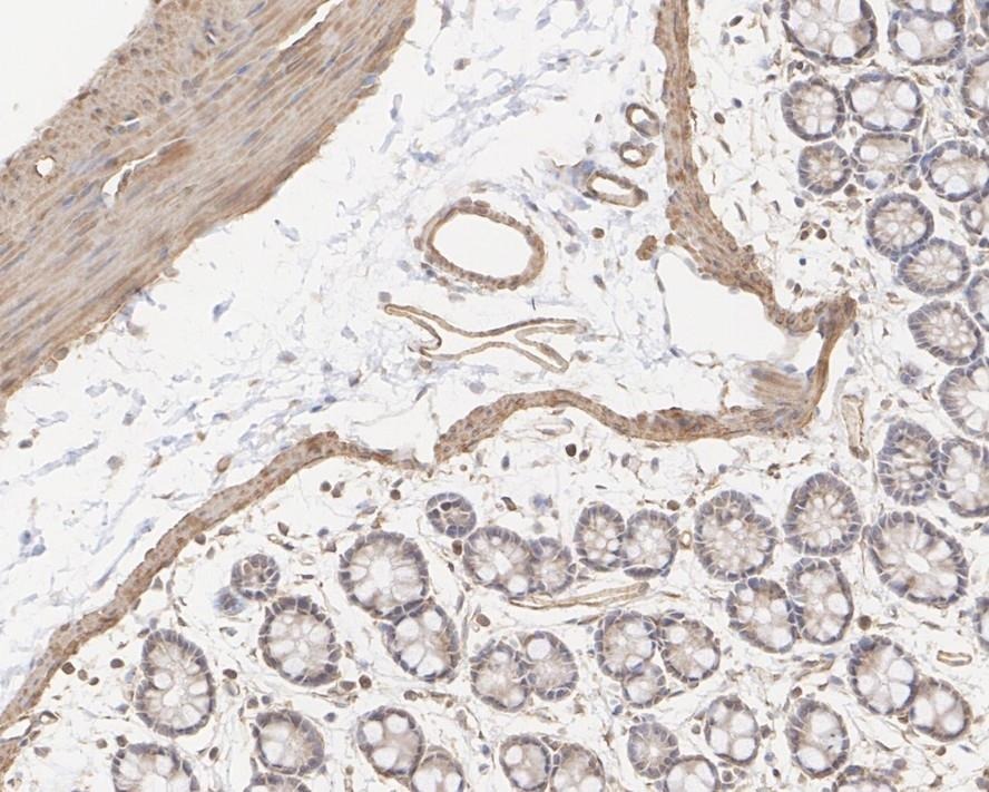 Anti-Vinculin Antibody (3Q495)