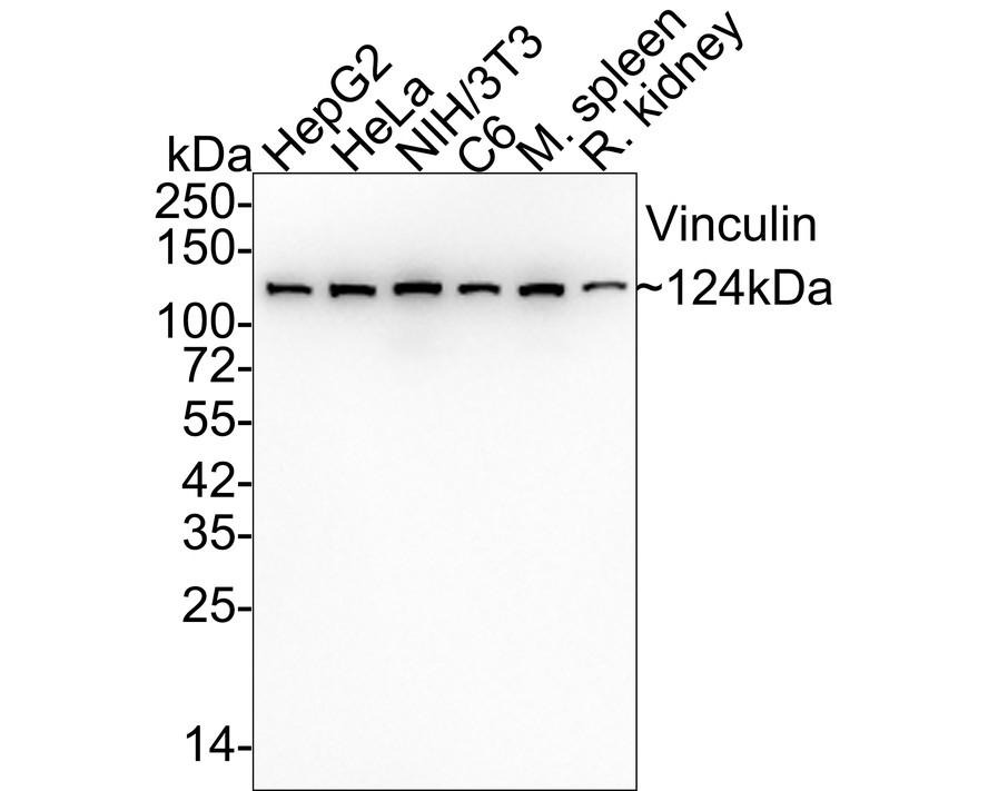Anti-Vinculin Antibody (3Q495)