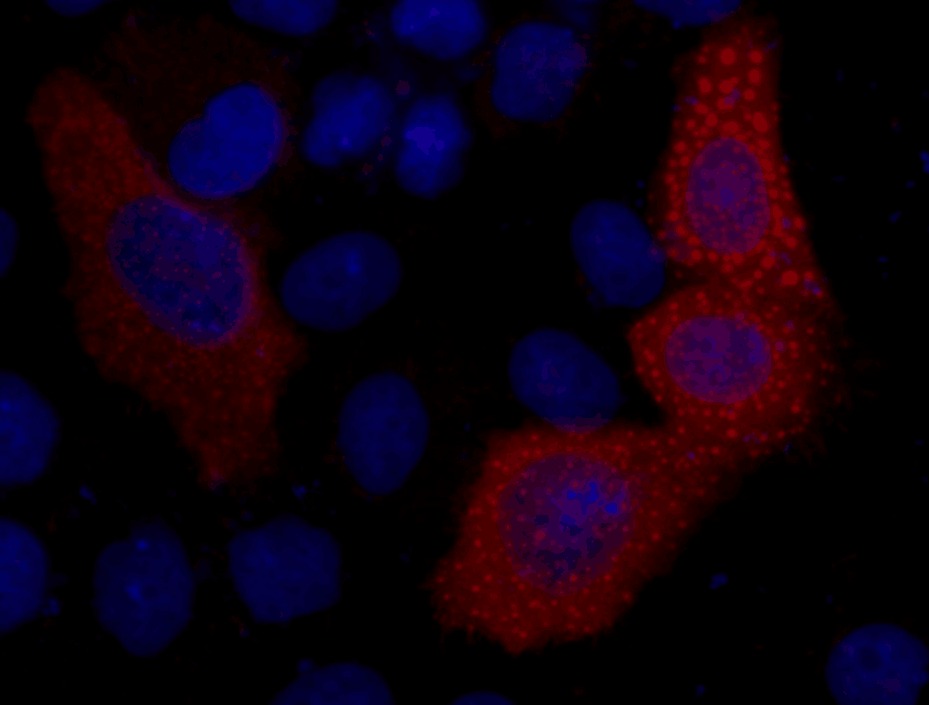 Anti-VSV-G Tag Antibody (7O67)
