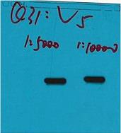 Anti-V5 tag Antibody (9Z585)