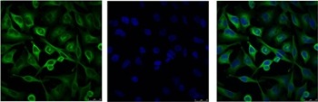 Anti-α-tubulin Antibody (4E245)