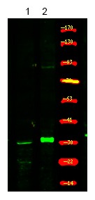 Anti-Phospho-XPA (Ser196) Polyclonal Antibody