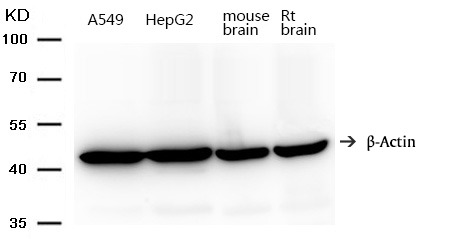 Anti-Beta-Actin Polyclonal Antibody