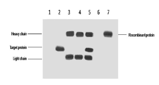 Anti-VSV-G Tag Antibody (7O67)