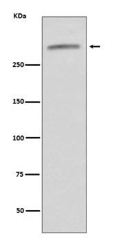 Anti-Von Willebrand Factor/vWF Antibody (5Q448)
