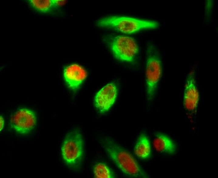 Anti-Phospho-YAP1 (Ser127) Polyclonal Antibody 2
