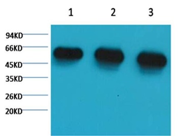 Anti-α-tubulin Antibody (4E245)