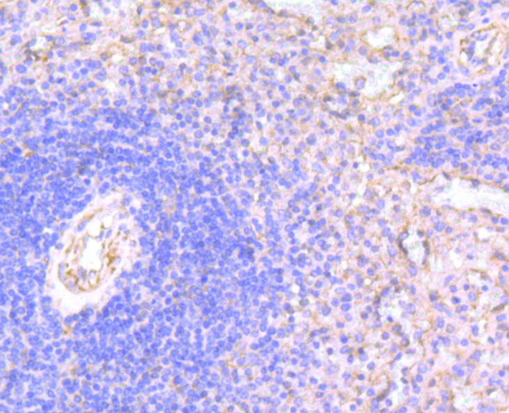Anti-WASL Antibody (8M531)