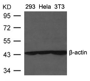 Anti-Beta-Actin Polyclonal Antibody