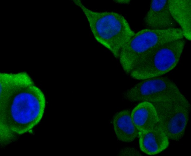 Anti-WASL Antibody (8M531)