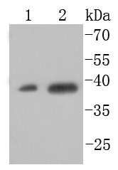 Anti-XBP1 Antibody (8M292)