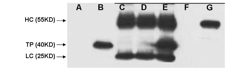 Anti-V5 tag Antibody (1D3)