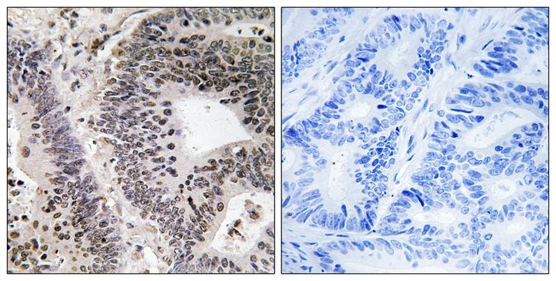 Anti-Phospho-WWOX (Tyr33) Polyclonal Antibody
