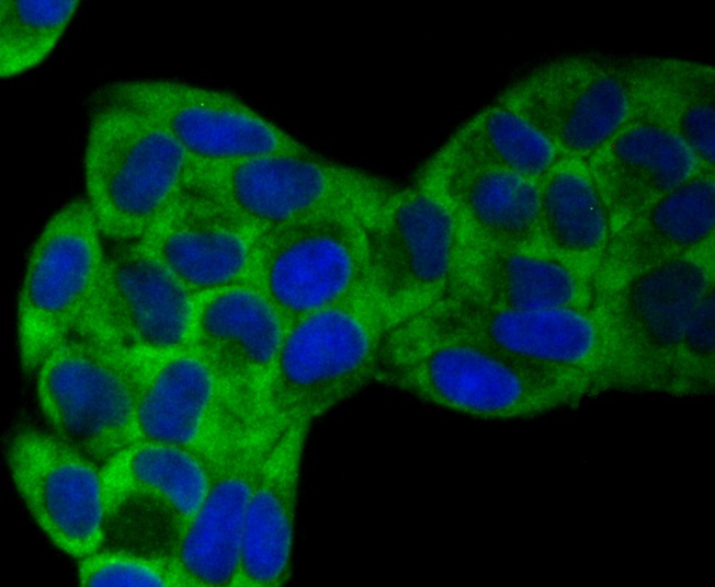 Anti-VAMP1 Antibody (9I639)