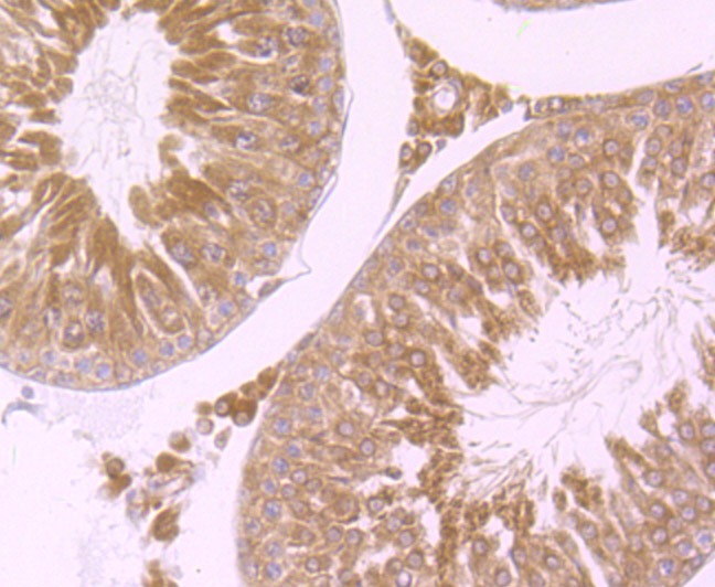 Anti-Wnt2b Antibody (5C251)