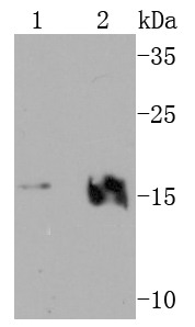 Anti-VAMP2 Antibody (1D488)