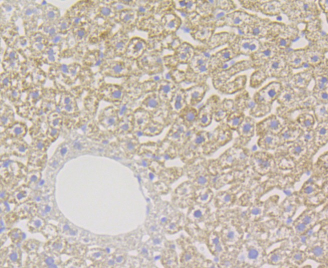 Anti-XDH Antibody (7F885)
