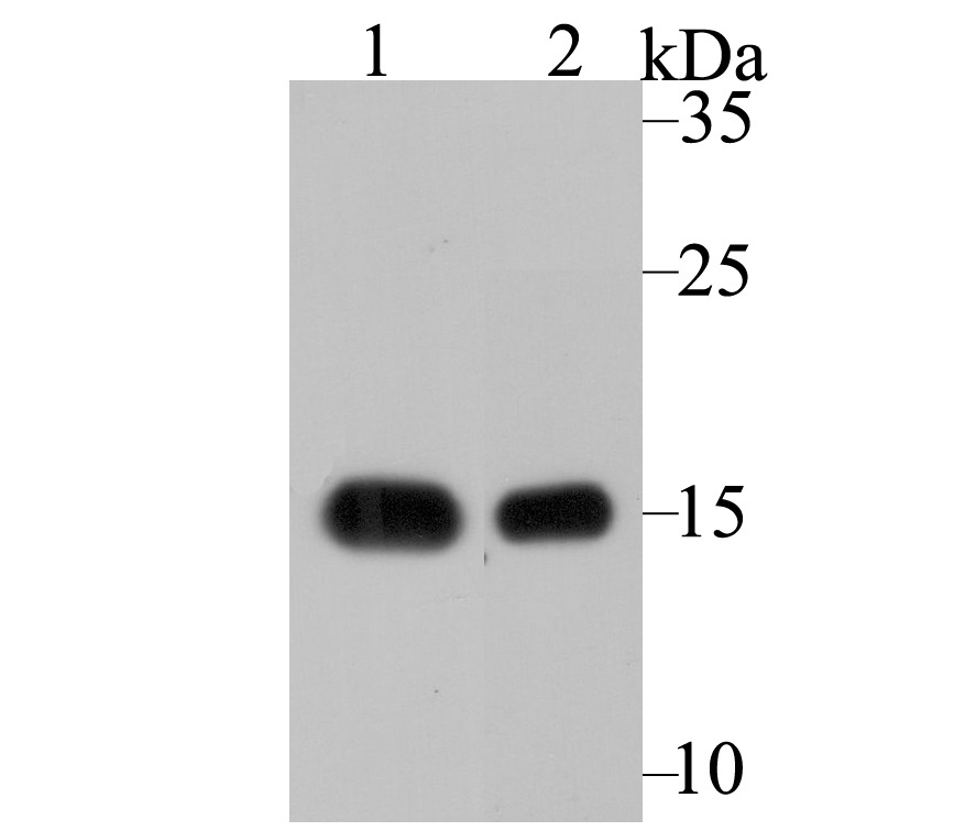 Anti-VAMP1 Antibody (9I639)
