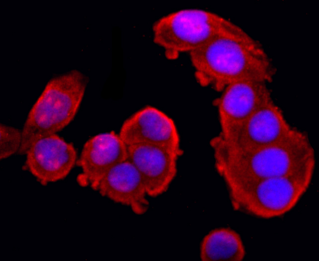 Anti-XBP1 Antibody (8M292)