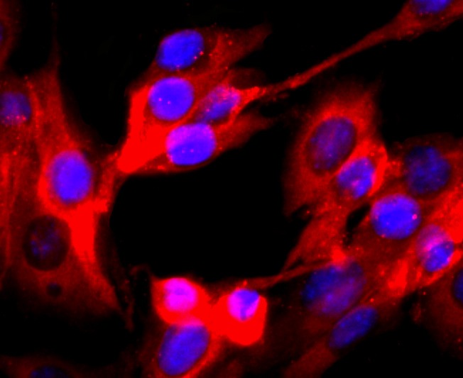 Anti-VAMP2 Antibody (1D488)