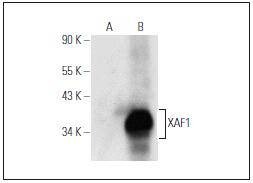 Anti-XAF1 Antibody (6H309)