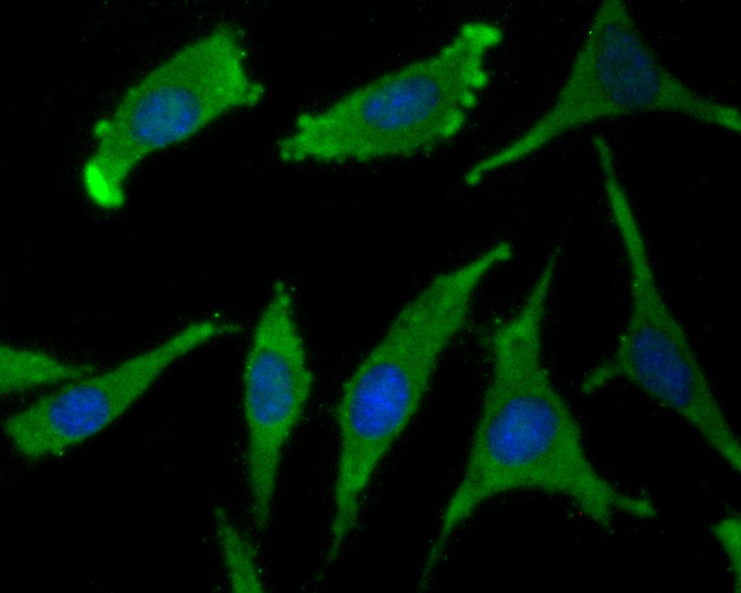Anti-WSCD2 Antibody (7M244)