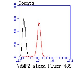 Anti-VAMP2 Antibody (1D488)
