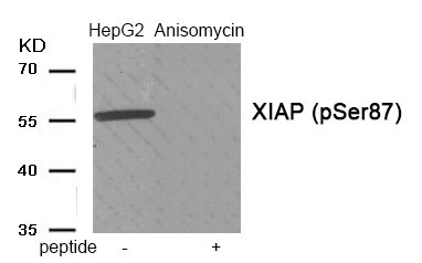 Anti-Phospho-XIAP (Ser87) Polyclonal Antibody