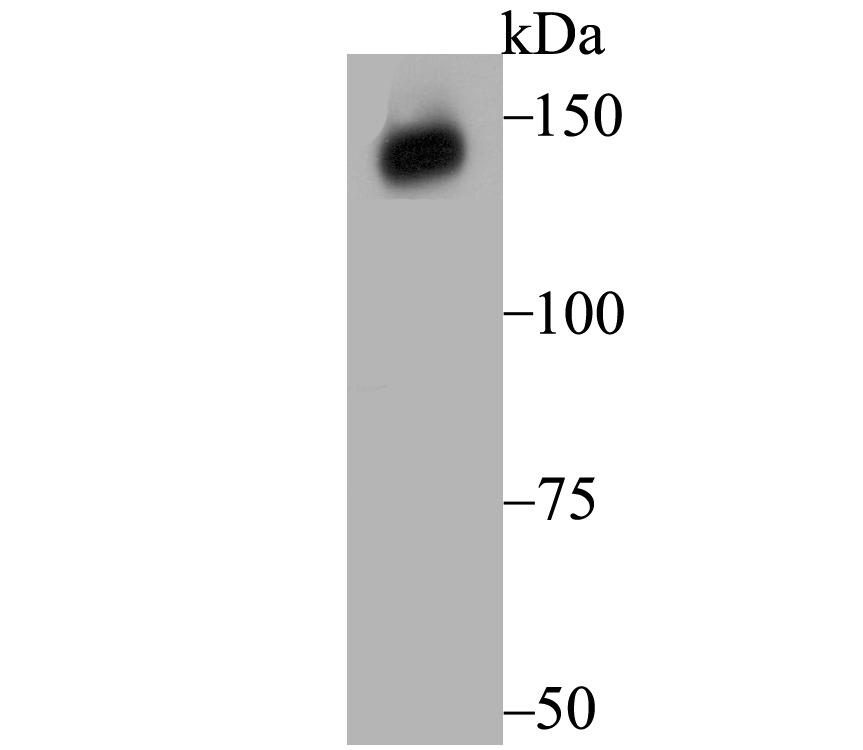 Anti-XDH Antibody (7F885)