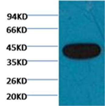Anti-Beta-Actin Antibody (8R32)