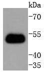 Anti-TRAF2 Antibody (6B229)