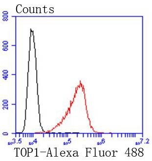 Anti-TOP1 Antibody (4H437)