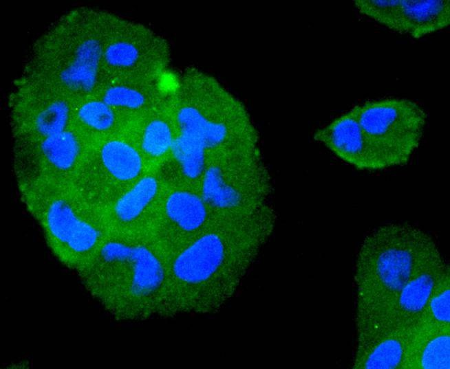Anti-TRAF2 Antibody (6B229)