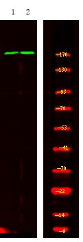 Anti-Phospho-TOPBP1 (Ser1159) Polyclonal Antibody