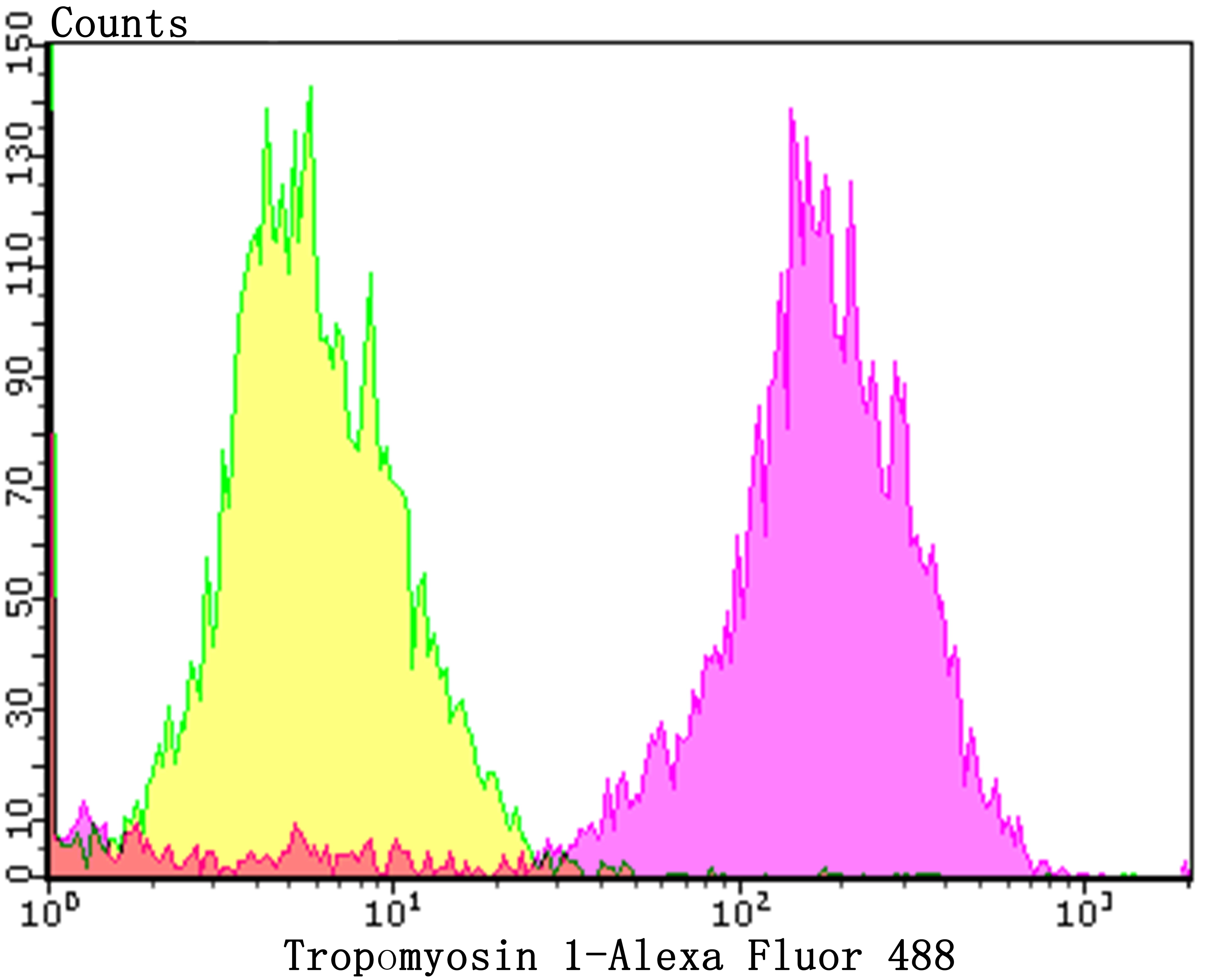 Anti-TPM1 Antibody (5W651)