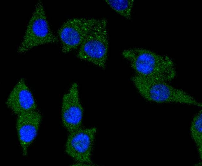 Anti-TrkA Antibody (8K93)