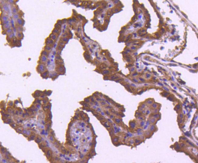 Anti-TRAF2 Antibody (6B229)