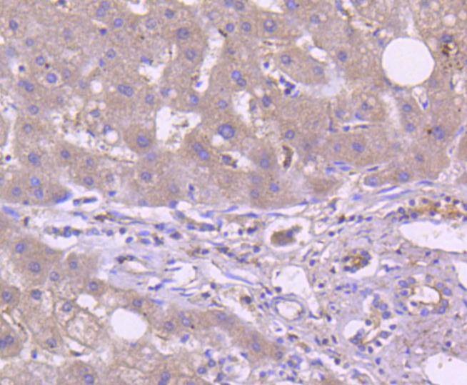 Anti-TRAF2 Antibody (6B229)