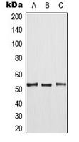 Anti-Phospho-MAP3K8 (Thr290) Polyclonal Antibody