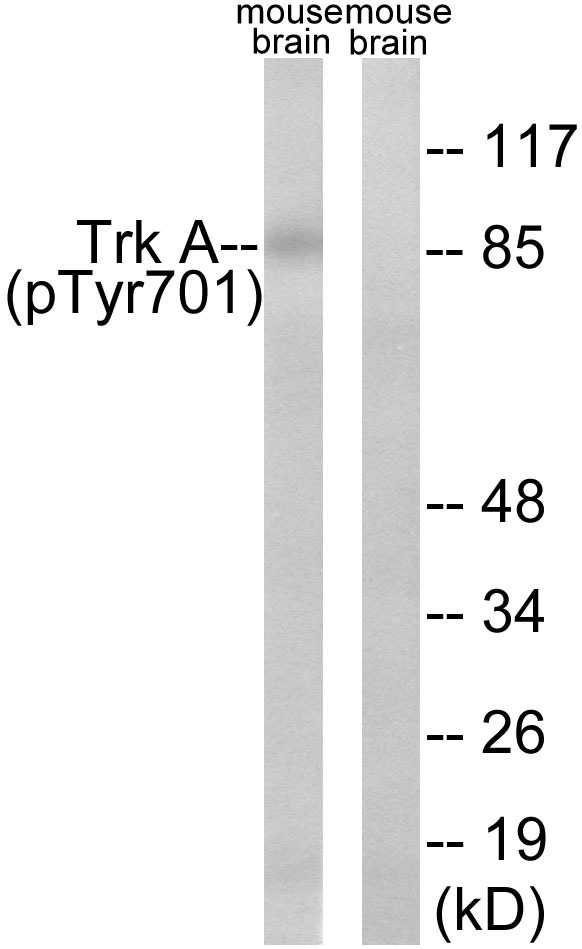 Anti-Phospho-TrkA (Tyr701) Polyclonal Antibody