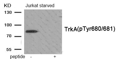 Anti-Phospho-TrkA (Tyr680/681) Polyclonal Antibody