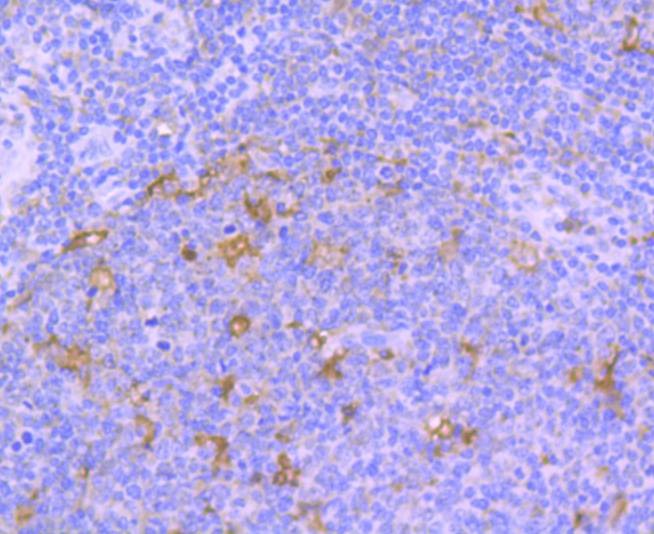 Anti-TrkA Antibody (8K93)