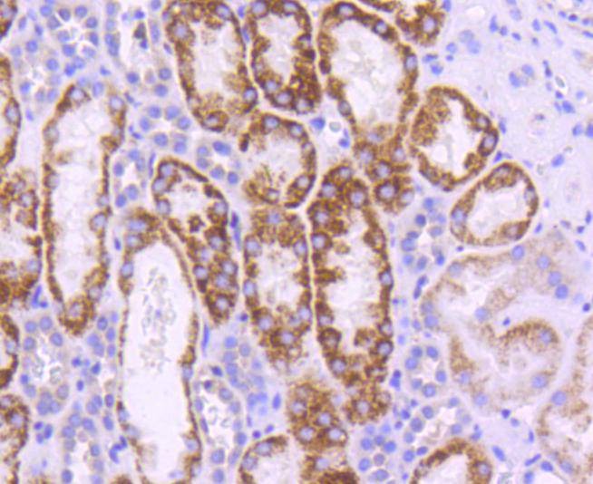 Anti-UBC9/UBE2I Antibody (6S11)