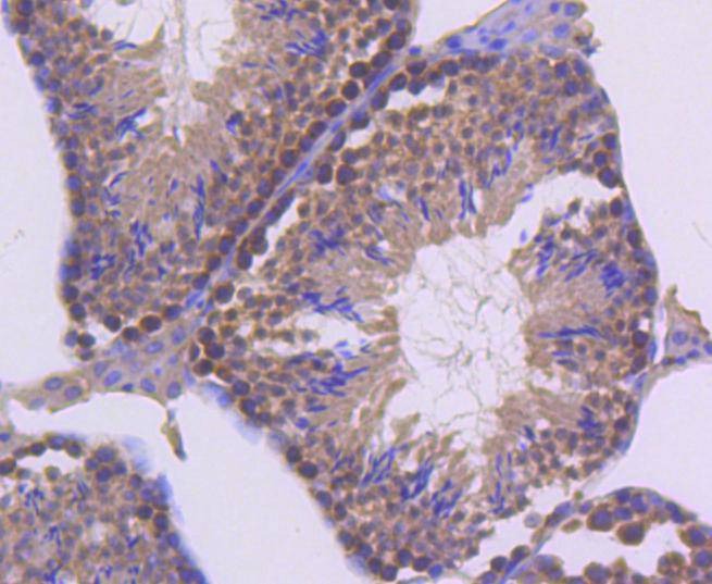 Anti-UBC9/UBE2I Antibody (6S11)