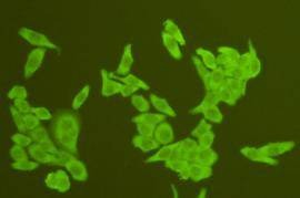 Anti-TMEM177 Antibody (4I511)