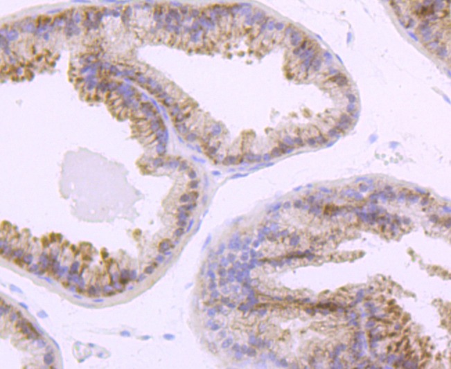 Anti-TLR5 Antibody (3K965)