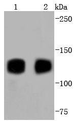 Anti-TrkA/B/C Antibody (9N825)