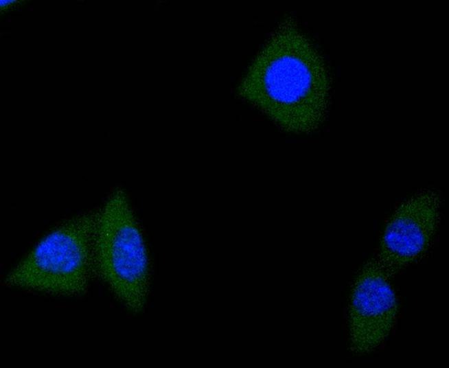 Anti-TrkA/B/C Antibody (9N825)