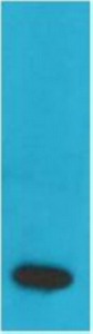 Anti-TNF alpha Antibody (4B973)